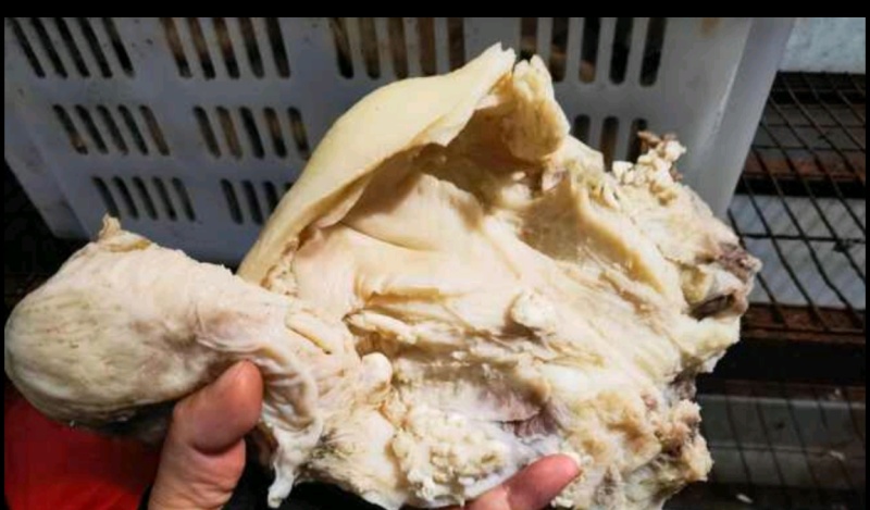 牛小货一手货源全国发货常年供应可是看货