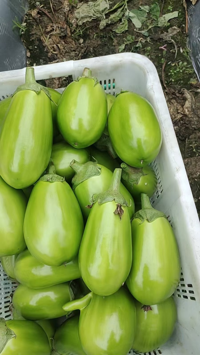 【青茄子】海绵茄子/青皮茄子/青皮圆茄/大量供应