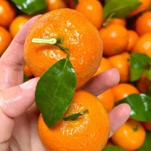 砂糖橘大量现货供应，质优价廉，诚信经营