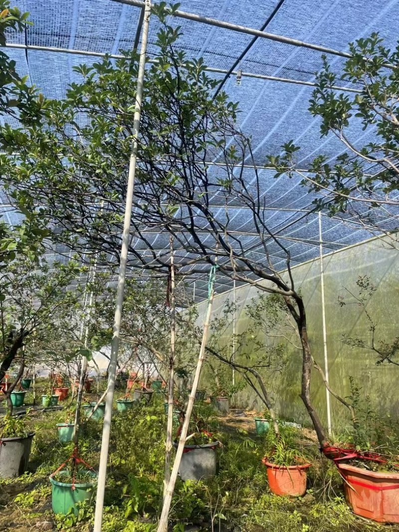 海岛春花，栀子花