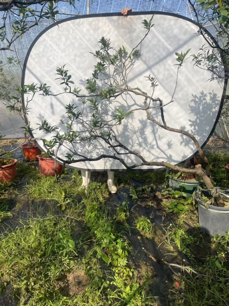 海岛春花，栀子花