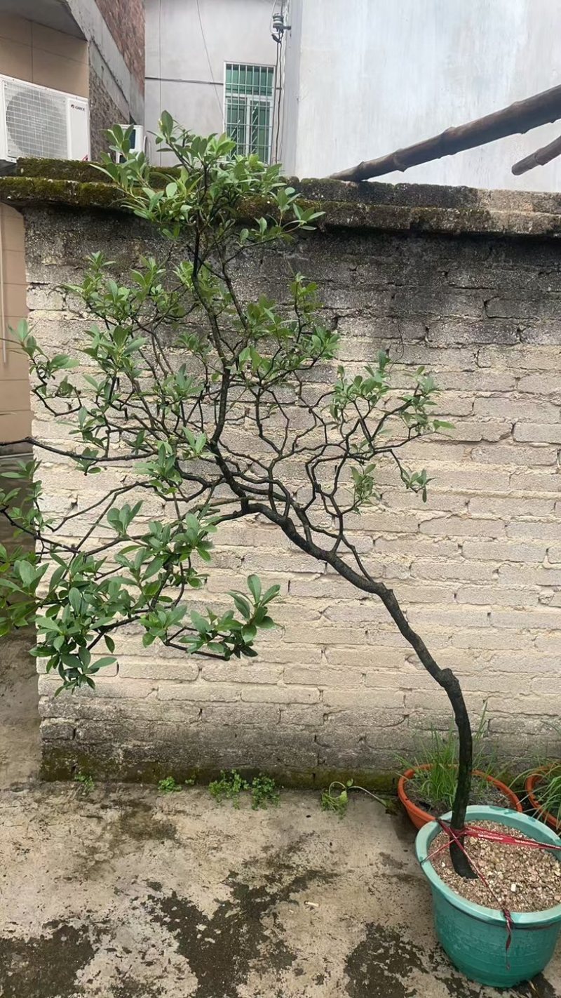 海岛春花，栀子花