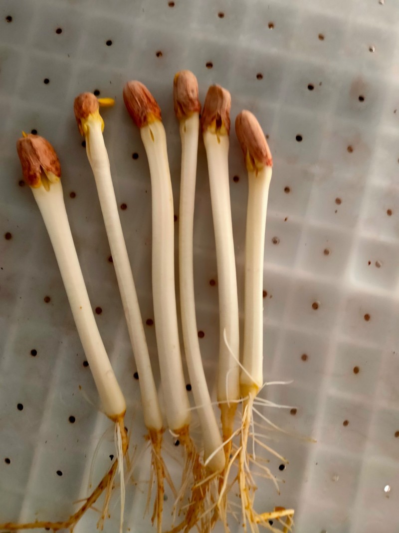 优质花生芽货量充足，发往全国各地，量大从优