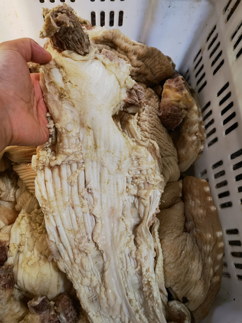 牛碗口一手货源全国发货常年供应可是看货