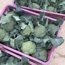 精品西兰花