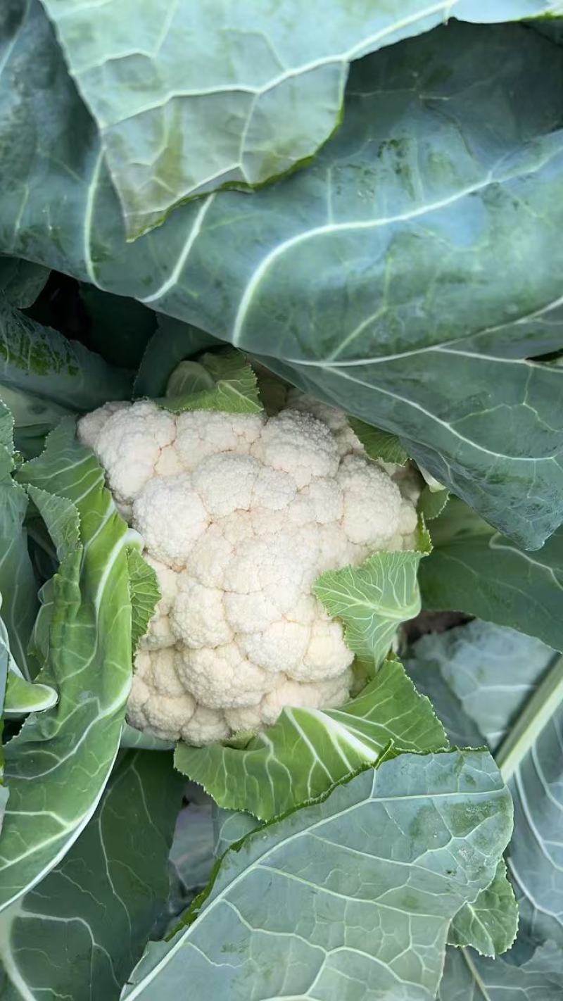 精品实花菜