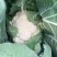 精品实花菜