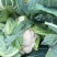 精品实花菜