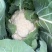 精品实花菜