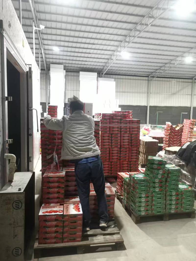 【实力】广东圣女果大量上市对接全国市场商超质量保证