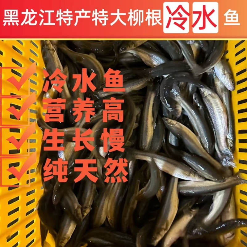 东北特种冷水鱼柳根放生存活率最高无损耗欢迎实地考察