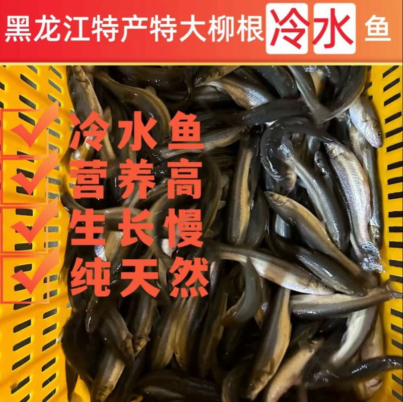 东北特种冷水鱼柳根放生存活率最高无损耗欢迎实地考察