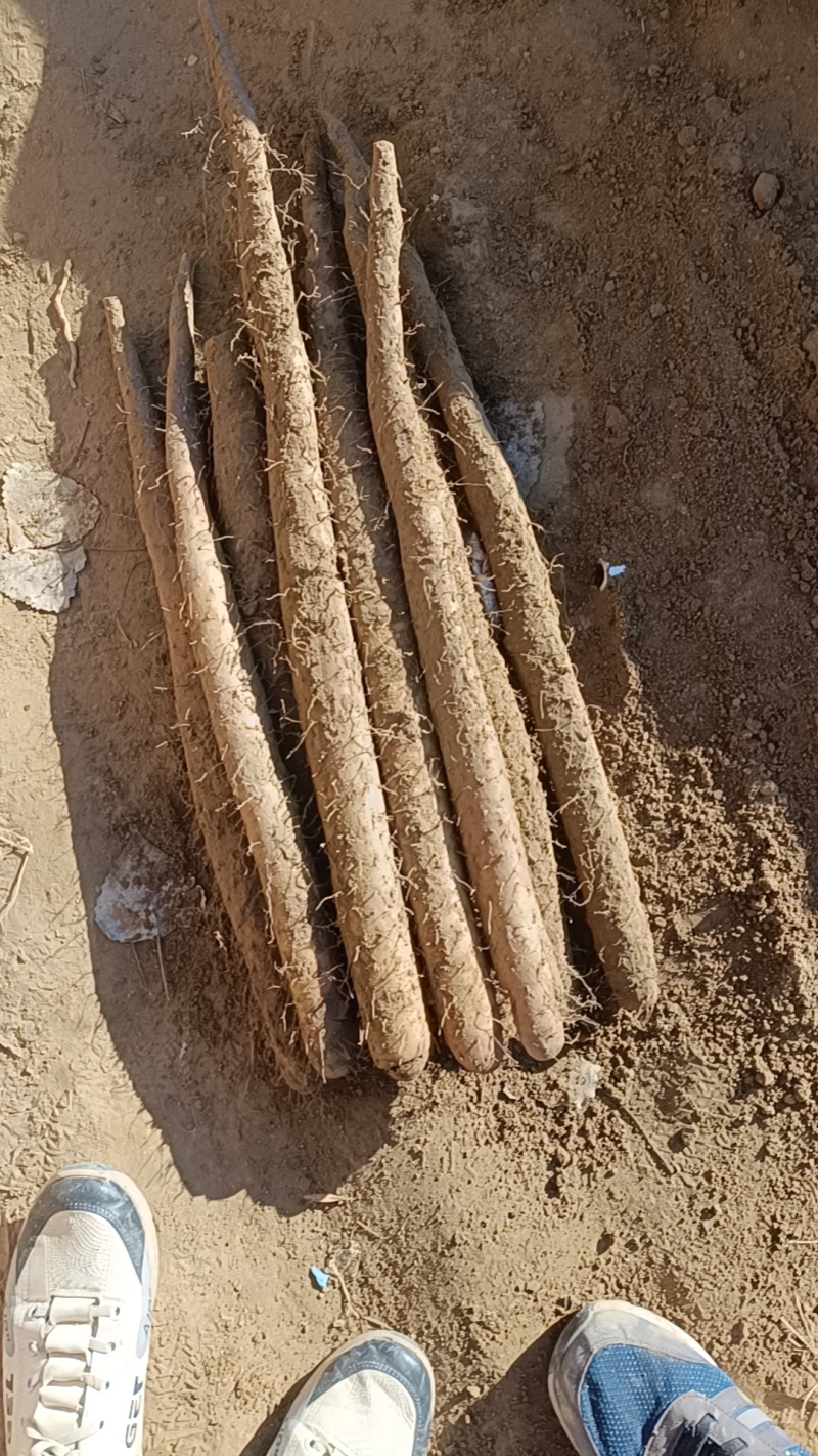 河北棒山药量大价优运输便利保质保量产地直发欢迎新老客户