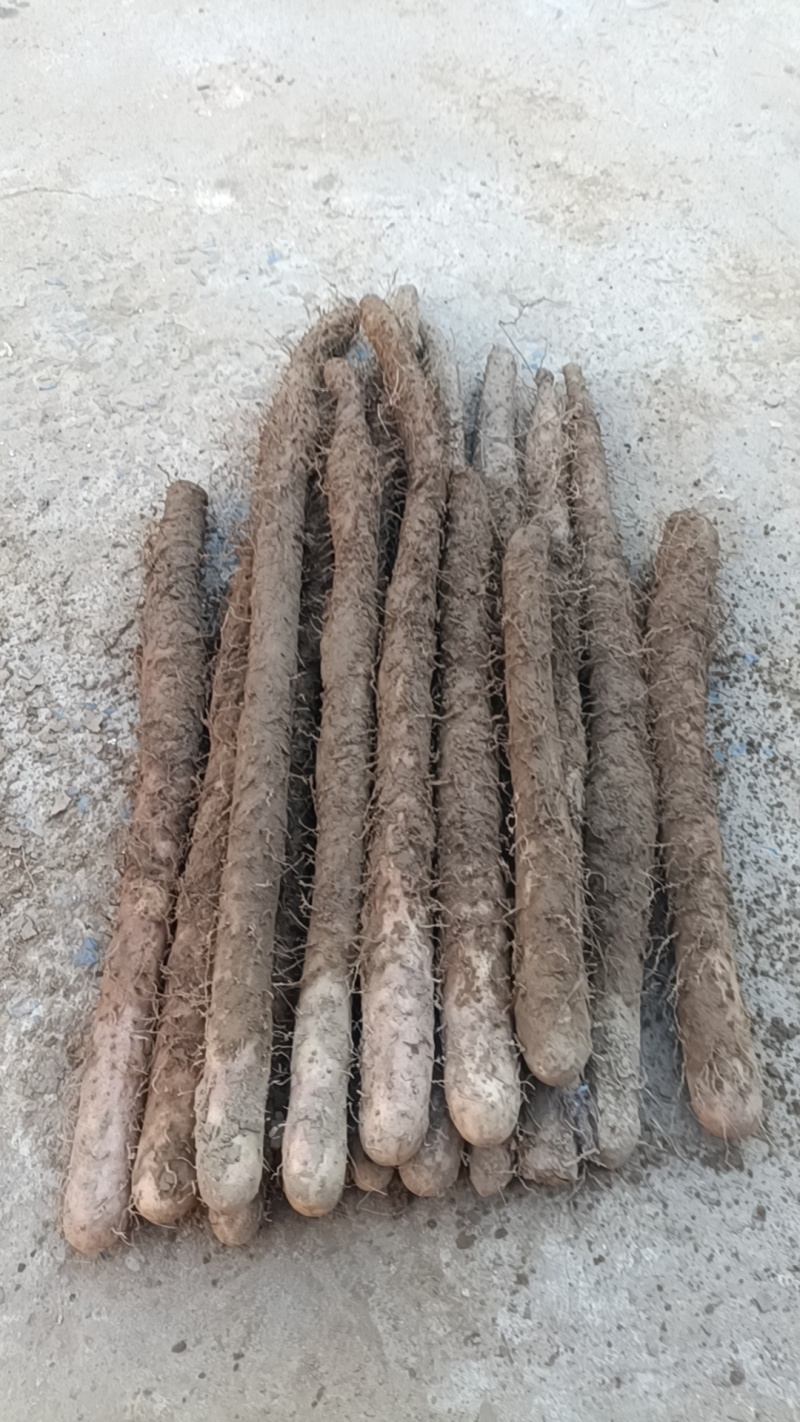 河北棒山药量大价优运输便利保质保量产地直发欢迎新老客户