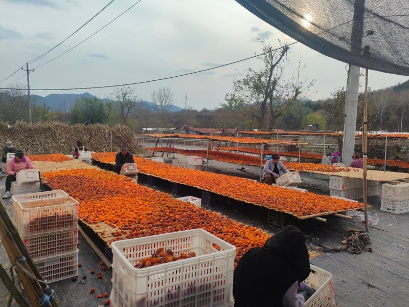 山东柿饼青州柿饼货源充足代收代发全国