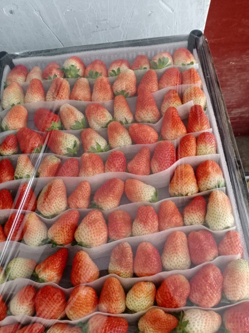 陕西宝鸡眉县意大利1草莓大量上市，有需要的朋友联系本人。