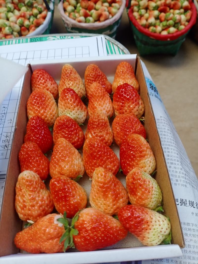 陕西宝鸡眉县意大利1草莓大量上市，有需要的朋友联系本人。