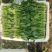 精品大叶菠菜大量上市各种规格货源电商平台市场商超