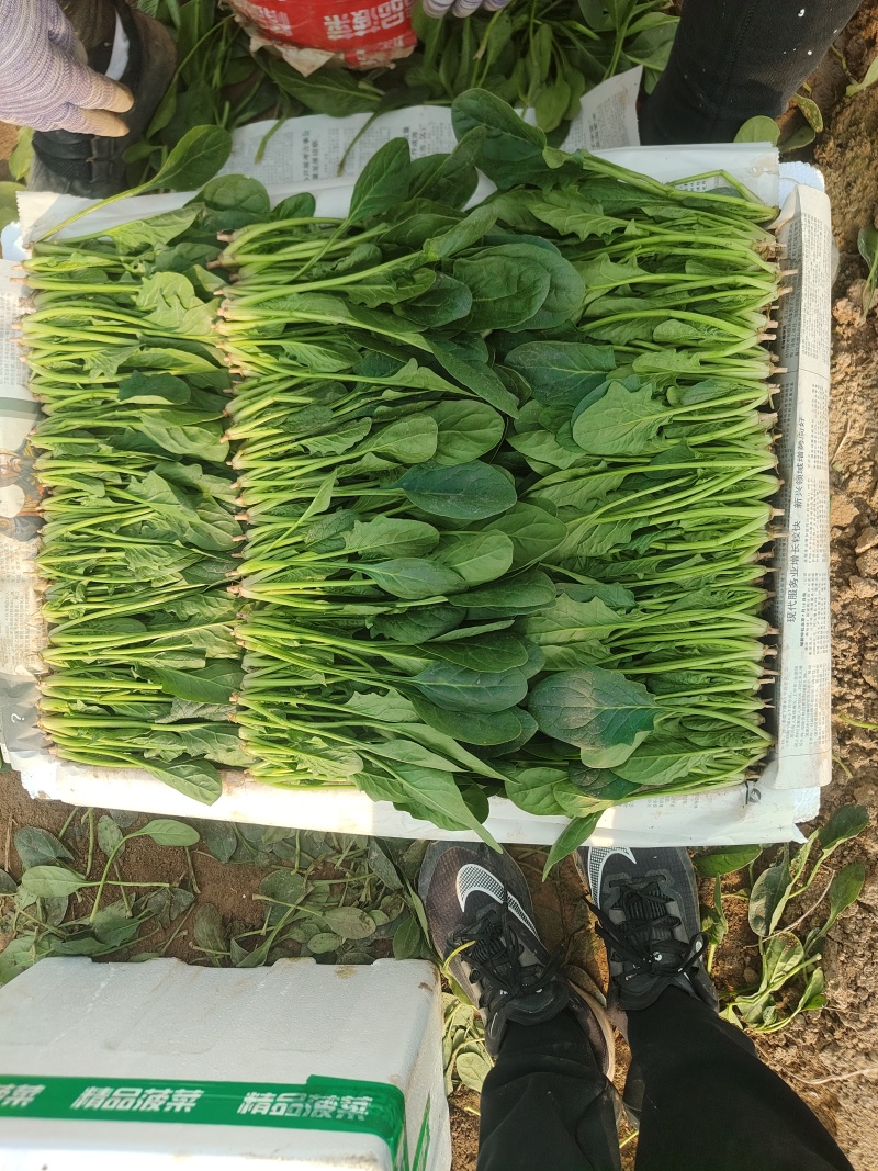 精品大叶菠菜大量上市各种规格货源电商平台市场商超