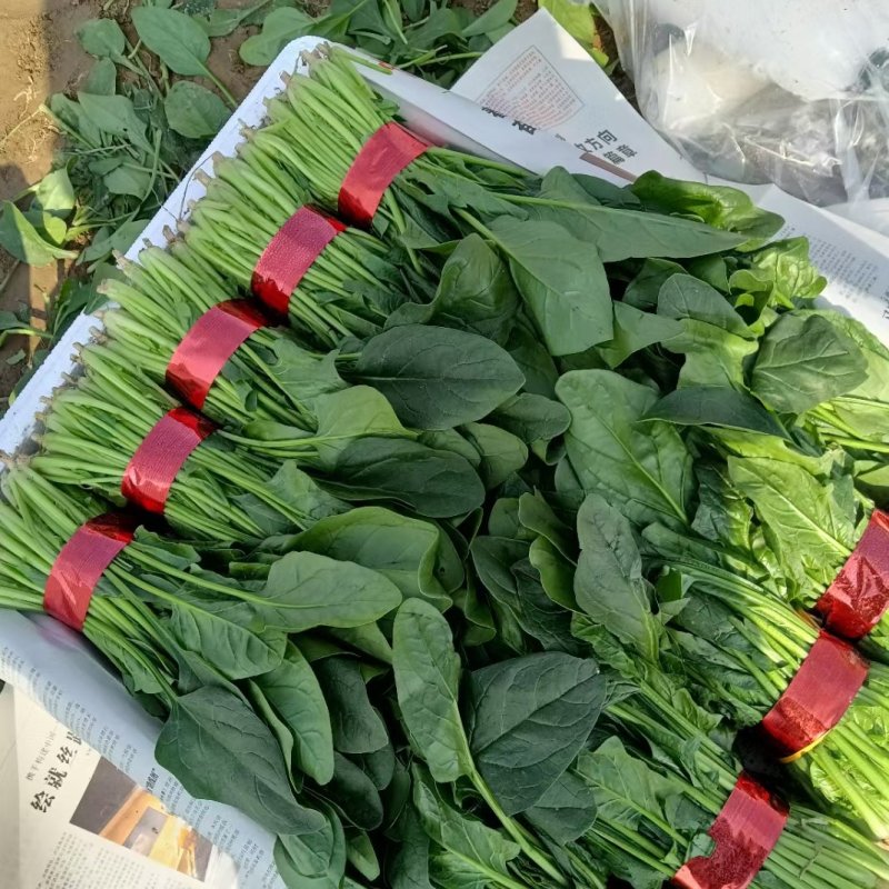 精品大叶菠菜大量上市各种规格货源电商平台市场商超