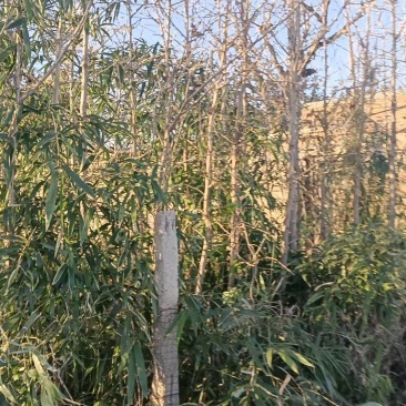 银杏树出售