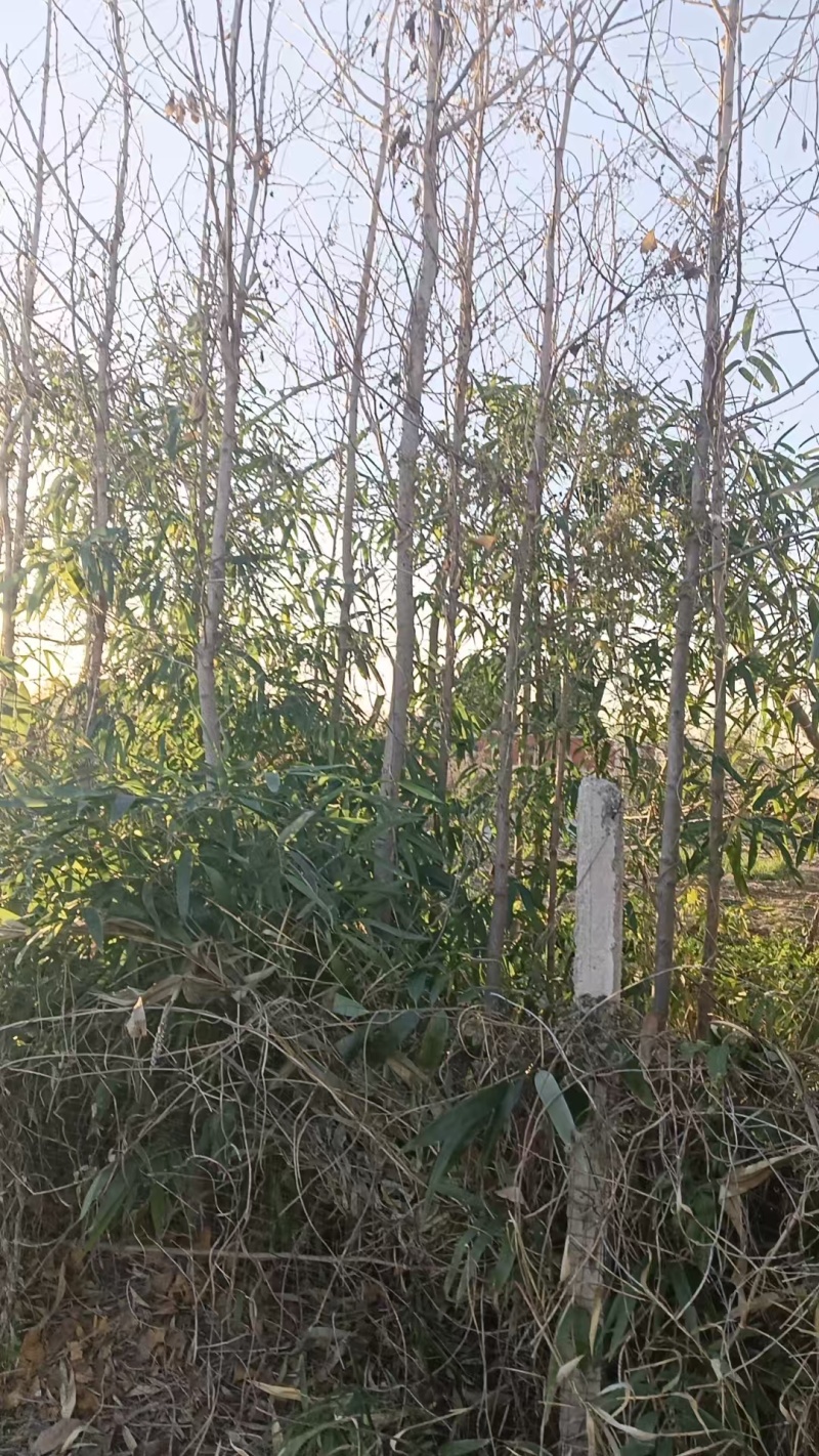 银杏树出售