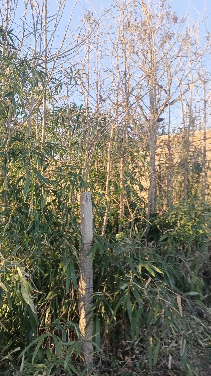 银杏树出售