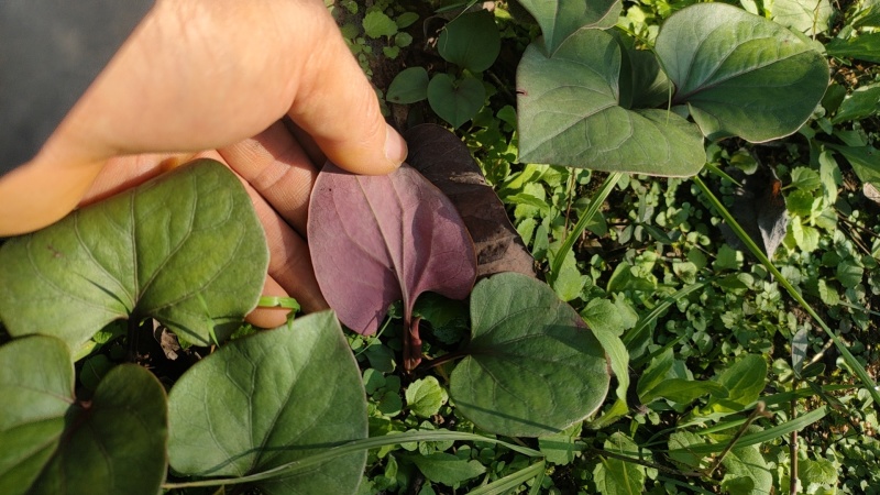 天生地养折耳根鱼腥菜纯野生凉菜天花板川菜鲜食现摘现发