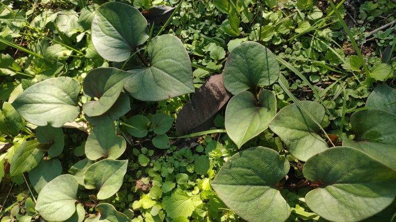 天生地养折耳根鱼腥菜纯野生凉菜天花板川菜鲜食现摘现发