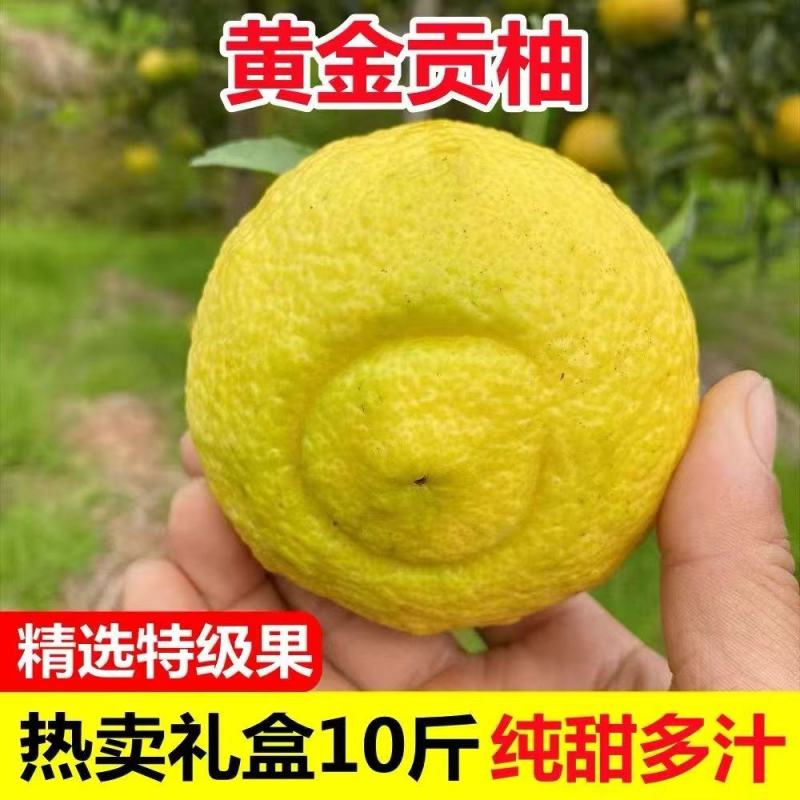 湖南怀化黄金贡柚专注电商平台供应链一件代发