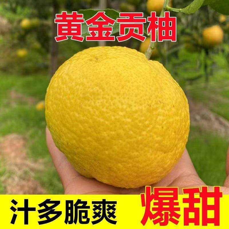 湖南怀化黄金贡柚专注电商平台供应链一件代发