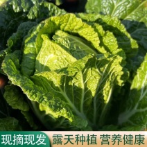 精品白菜大量上市黄心大白菜，产地直发，品质保证，诚信经