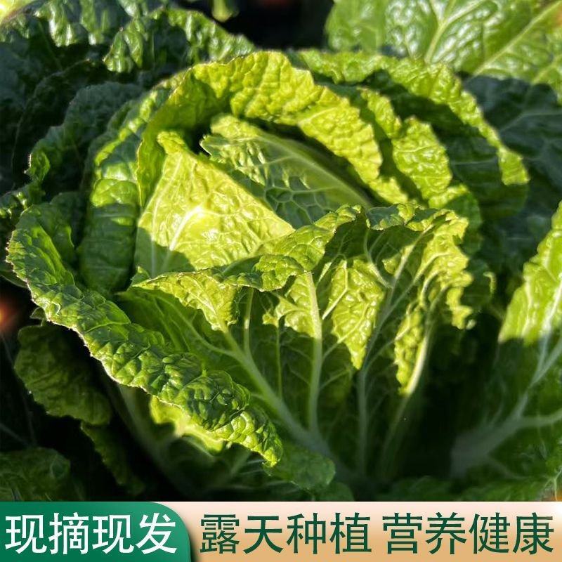 精品白菜大量上市黄心大白菜，产地直发，品质保证，诚信经