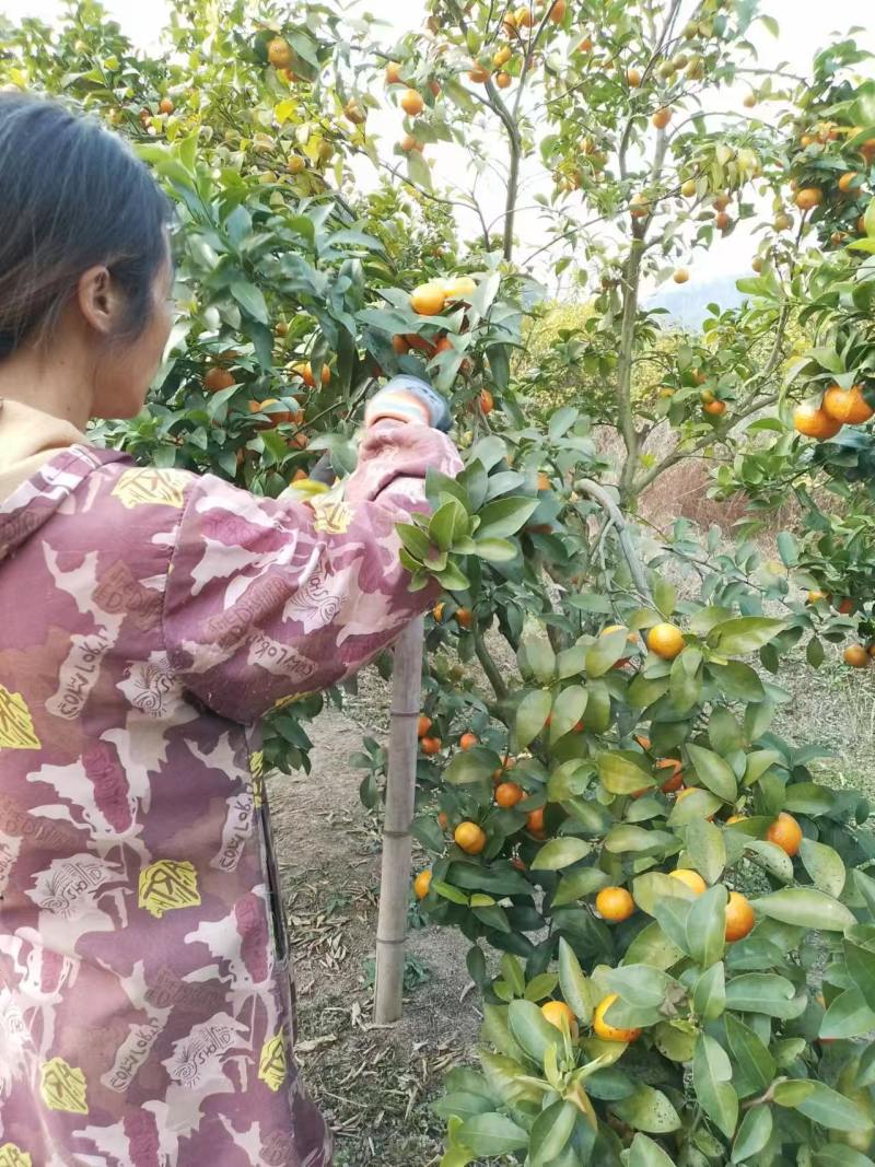 广东沙糖桔好山好水好果子现货批量上市，欢迎各位老板下单