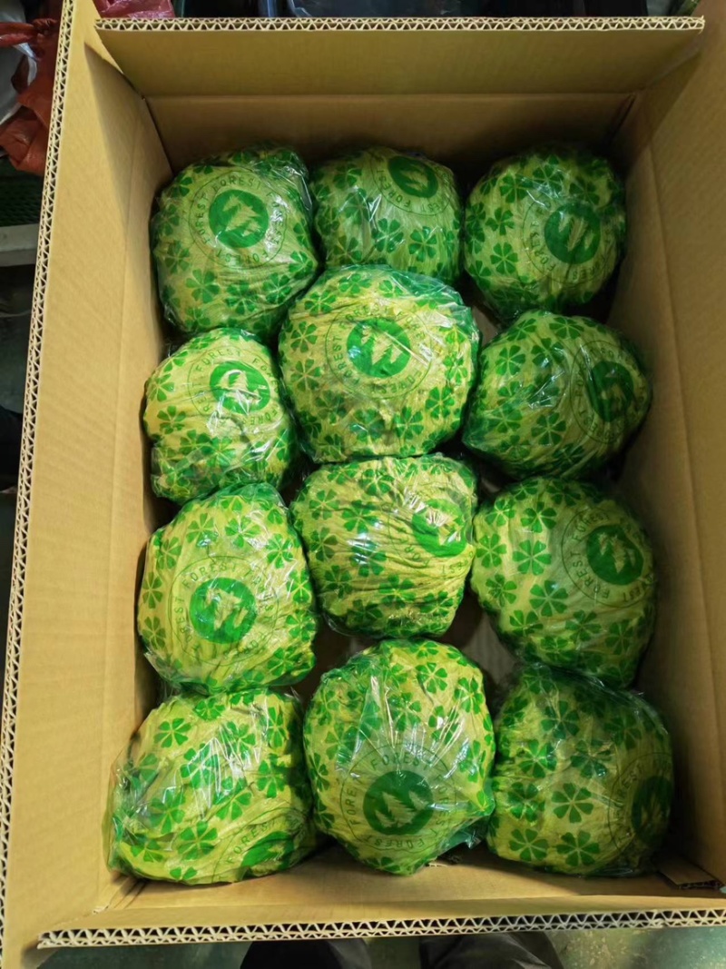 团生菜球生菜云南西生菜