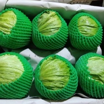 团生菜球生菜云南西生菜
