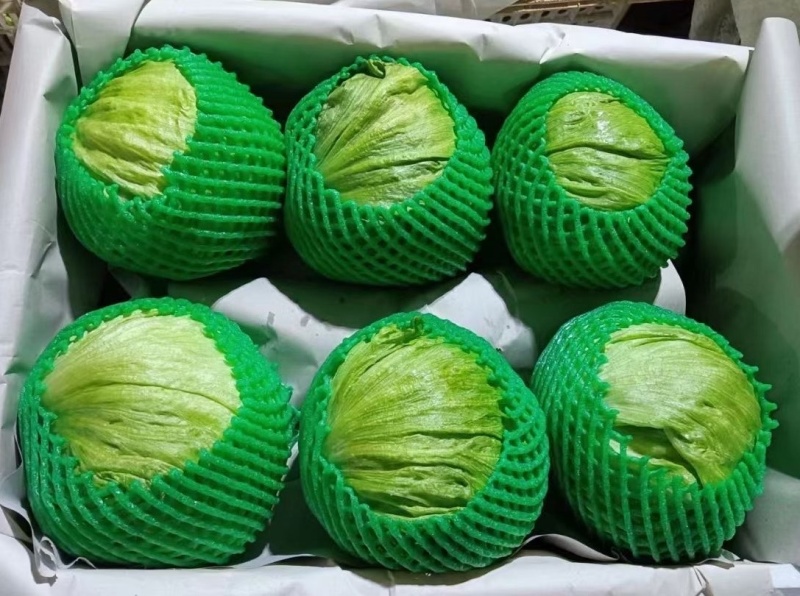 团生菜球生菜云南西生菜