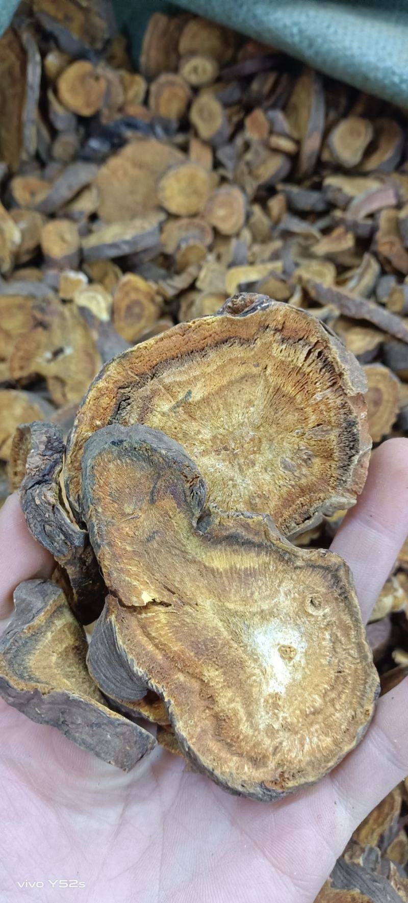 大黄多种中药一起批发正宗的马蹄大黄，水大黄需要放心下单