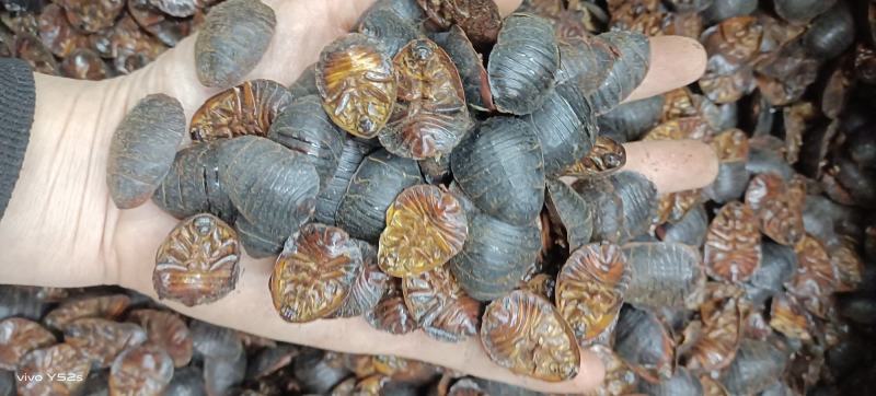 土元土鳖虫各种昆虫类药材零售批发有需下单