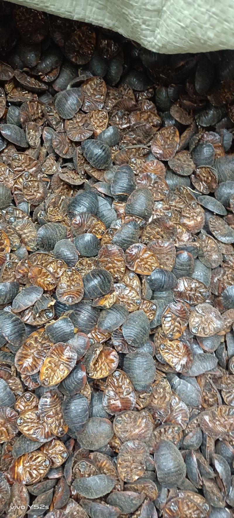 土元土鳖虫各种昆虫类药材零售批发有需下单