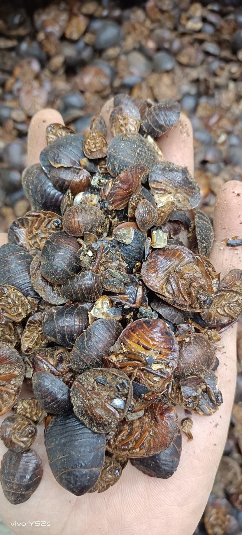 土元土鳖虫各种昆虫类药材零售批发有需下单