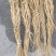 石参根，干货