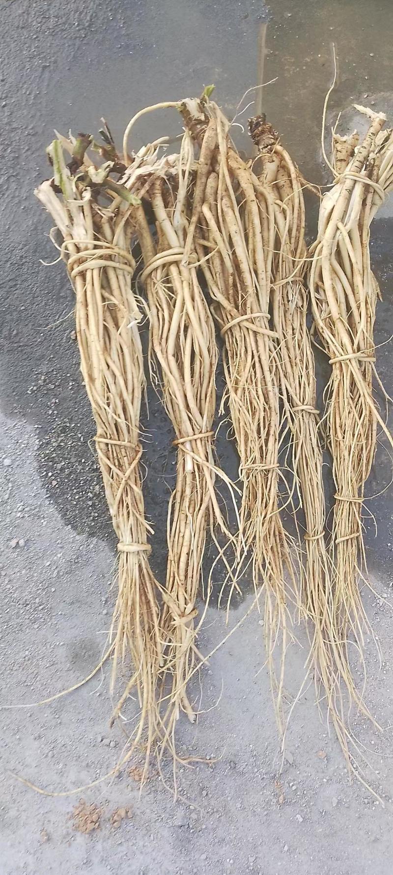 石参根，干货