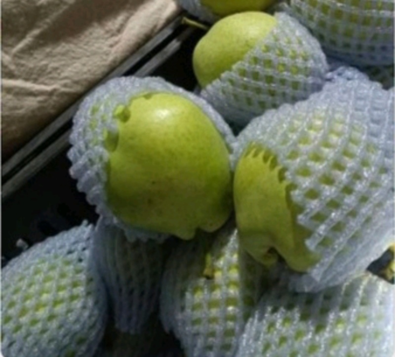 景泰早酥皇冠梨，口感香甜，皮溥肉厚，光泽亮丽，属优质产品