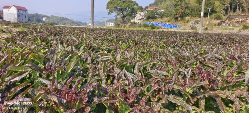 紫叶香莴笋三千亩现货五毛钱产地直供