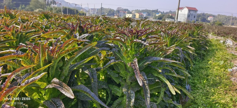 紫叶香莴笋三千亩现货五毛钱产地直供