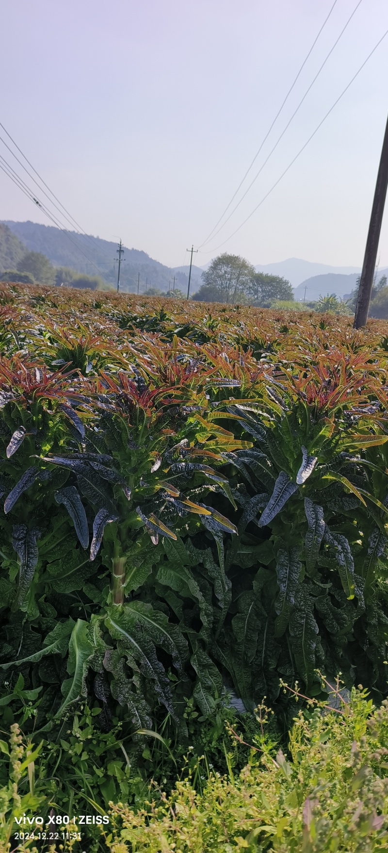 紫叶香莴笋三千亩现货五毛钱产地直供