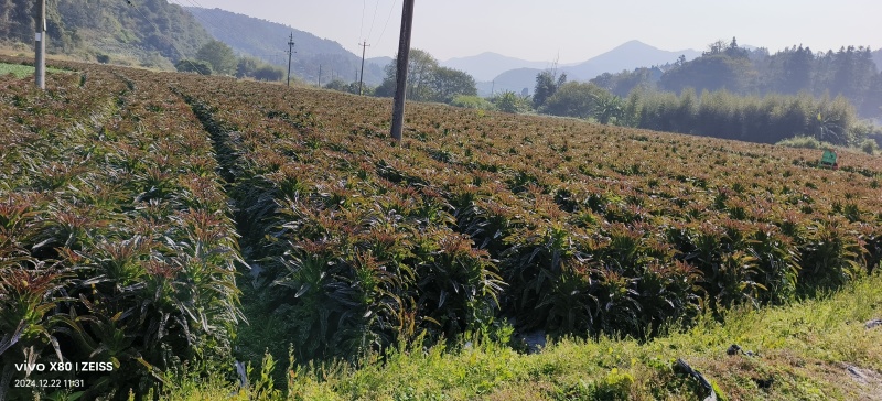 紫叶香莴笋三千亩现货五毛钱产地直供