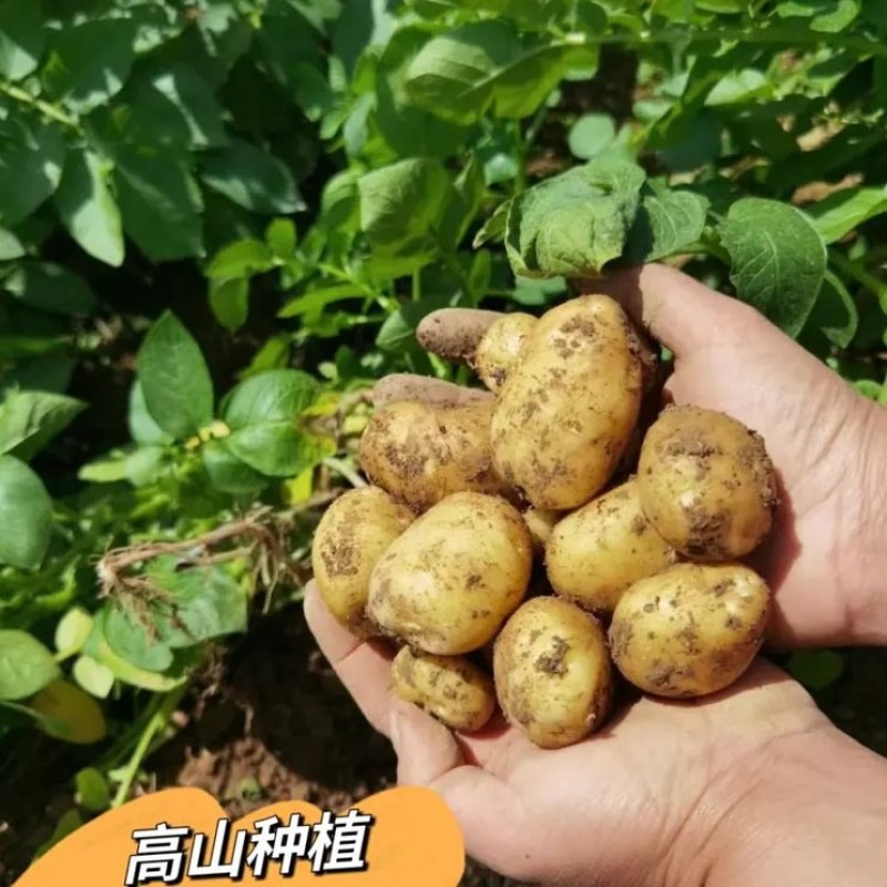 高山土豆名优特优农产，一亩田助力乡村振兴