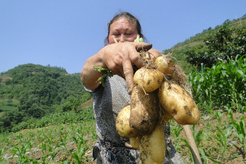高山土豆名优特优农产，一亩田助力乡村振兴
